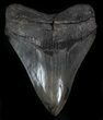 Glossy, Serrated, Megalodon Tooth - Georgia #36831-1